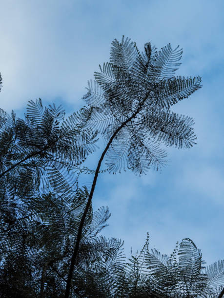 mirando hacia arriba los árboles corona ramas en bosques o bosques. foto de fondo del ángulo de visión inferior. el árbol dispara desde la vista inferior con el fondo del cielo. - treetop sky tree high section fotografías e imágenes de stock