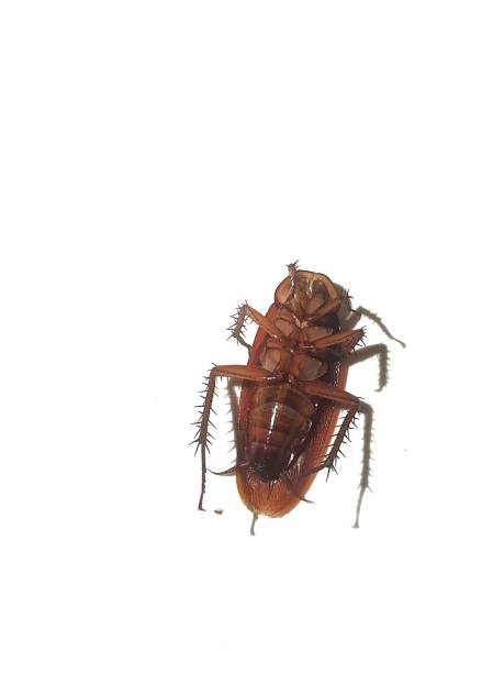 istock Isolated white photo of a dead cockroach 1694863759