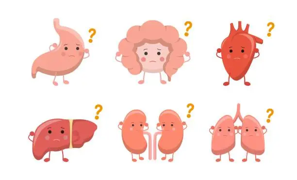 Vector illustration of Stomach and intestines with heart and lungs with kidneys and liver, playful and cute mascot set of human organs