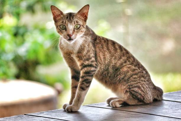 istock Bokeh photo of a standing wild cat, 1694864886