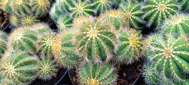 Prickly pear cactus plant exposed to sunlight in garden