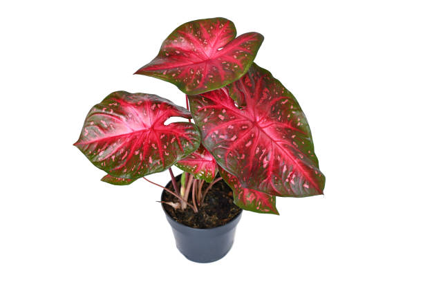 istock Exotic Caladium Red Flash houseplant with bright red leaves 1694867065