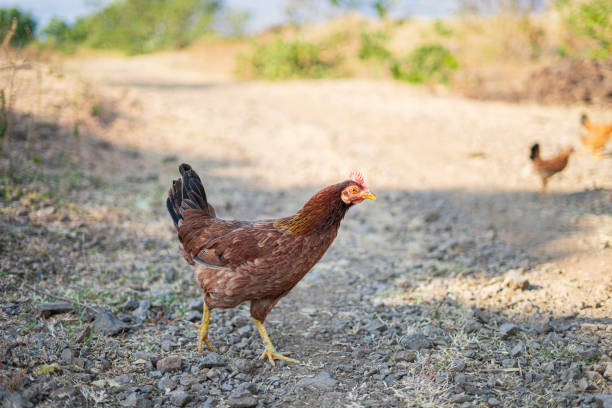 Closeup of a hen in a farmyard (Gallus gallus domesticus)