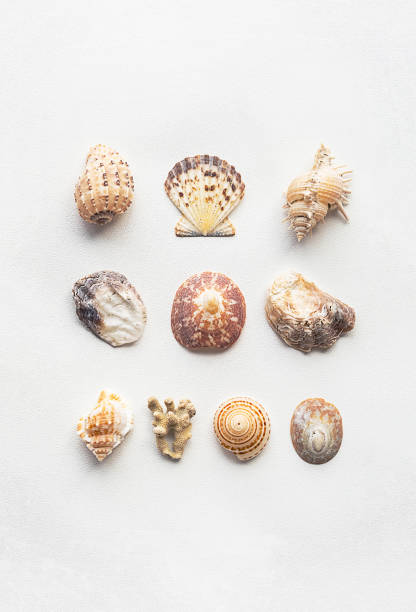 istock Sea shells marine aesthetic. Poster for modern interior. 1694870825