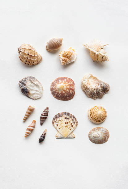 istock Sea shells marine aesthetic. Poster for modern interior. 1694871375