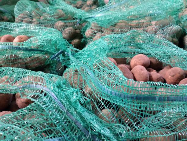 cosecha de patatas. las papas se recogen en bolsas de malla para su almacenamiento. comida y su preparación. - red potato raw potato market red fotografías e imágenes de stock