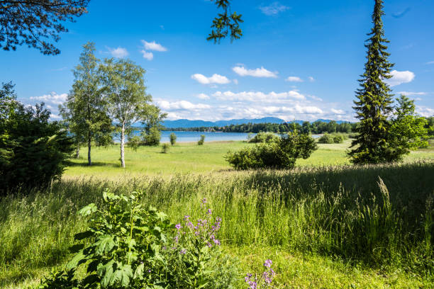 istock Beautiful tree meadow with flowers and a lake in the background 1694934302