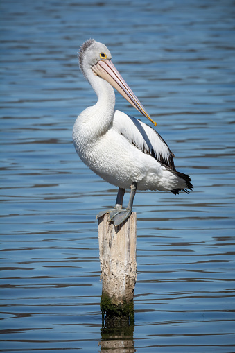 Pelican perched on a pylon, isolated.