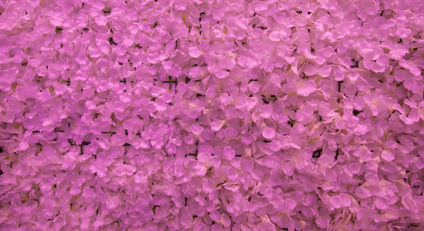 istock pink flower background texture of wall 1694955591