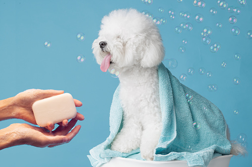 perro con pelaje blanco rizado Bichon Frise con pompas de jabón baña las manos de la niña con jabón sobre un fondo azul vacío uniforme photo
