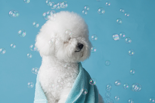 dog with white curly fur Bichon Frise with soap bubbles bathes girl's hands with soap on a uniform empty blue background