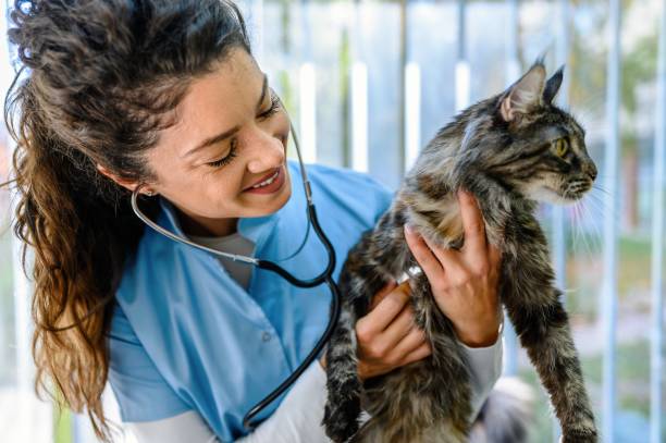istock Cat with veterinarian doctor 1694966191