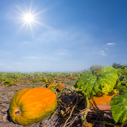 closeup rural garden with ripen pumpkin at sunny day, countryside agricultural scene