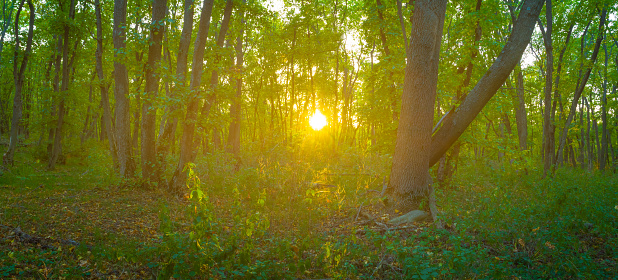 green forest glade in light of evening sun
