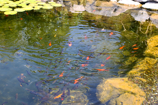 Water lilyes leafs on lake with koi fishes