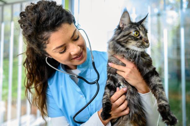 istock Cat with veterinarian doctor 1694973398