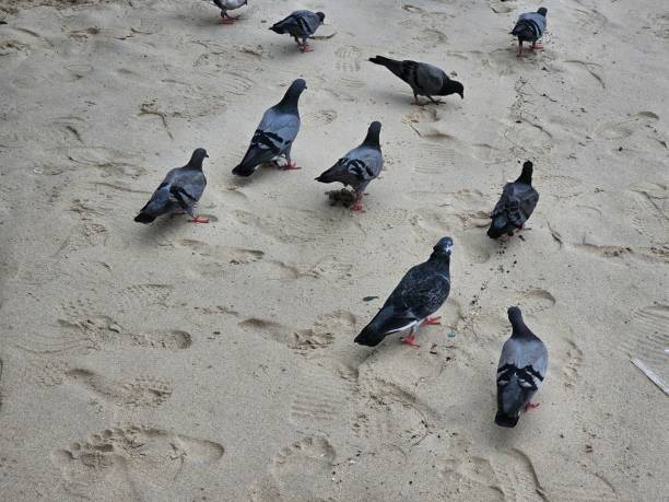 istock Group of pigeons on the sand 1694974529