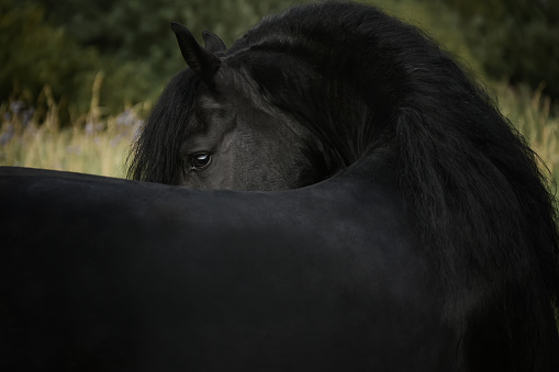 Close-up of a black horse's eye. The horse's gaze
