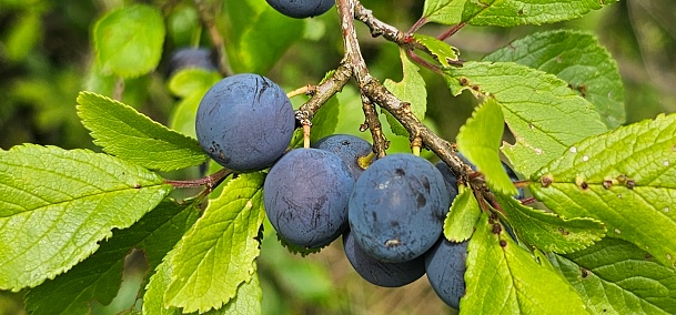 selective focus. Ripe blue violet plums in the plum orchard. Farming with light background. many ripe fruits in the plantation. ripe plums