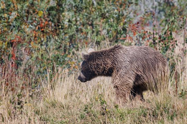 istock Majestic grizzly bear striding through lush, green meadows. 1694981173