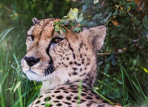 Cheetah lounging in the grass of its enclosure, surveying its domain.