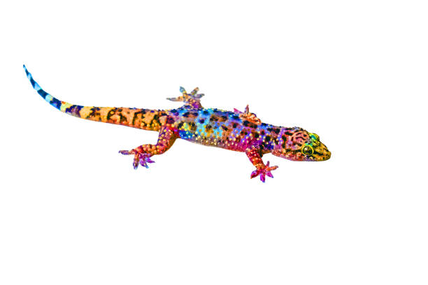 istock bright and iridescently colored gecko on a white background 1694988398