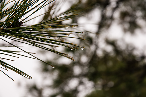 Close-up of a sprig of pine needles with a blurry background