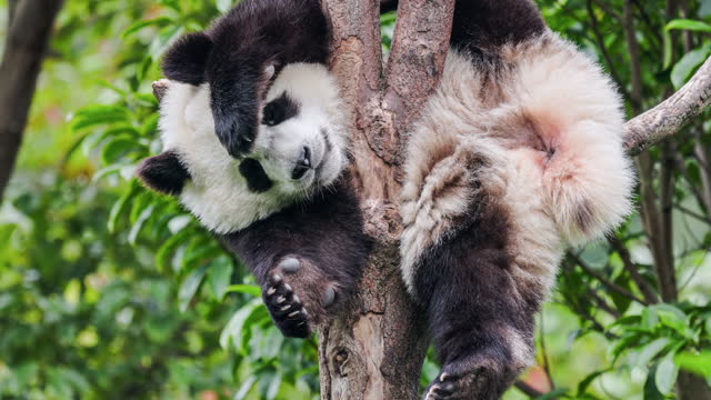 A Panda Climbs onto a Tree to Play