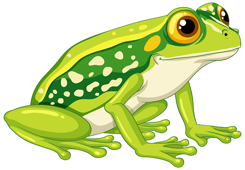 A vector cartoon illustration of a green frog isolated on a white background