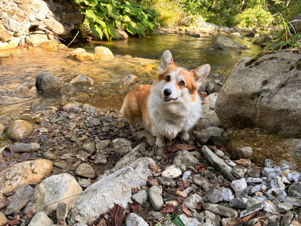 cane in piedi sulla riva di un ruscello e guardando con curiosità, testa di titolazione - titling foto e immagini stock