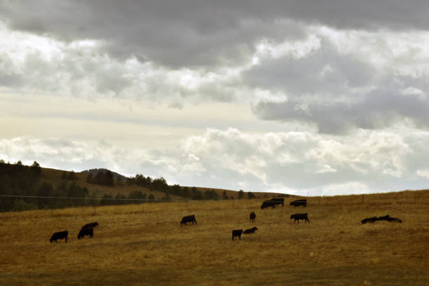 istock herd of cows in the field on a cloudy day 1695024977