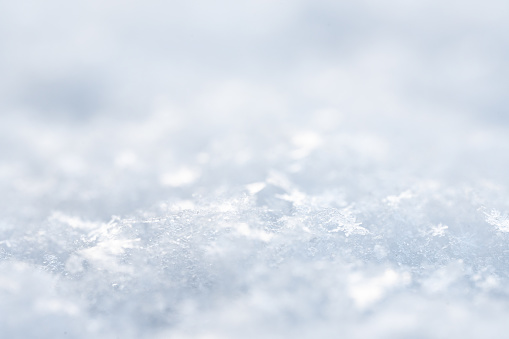 A selective focus shot of a frosted rosen covered with snow in the garden on a winter day