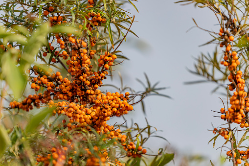 Sea buckthorn berries on a branch in autumn. Selective focus.