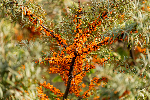 Sea buckthorn berries on a branch in autumn, close-up