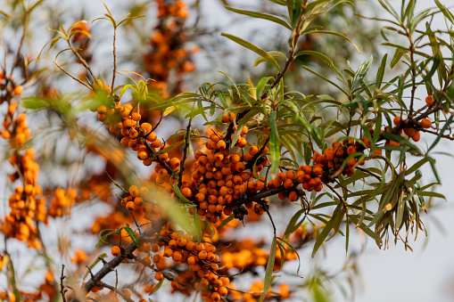 Sea buckthorn berries on the branches of a tree in autumn