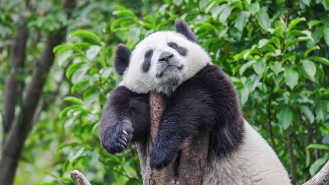 A Panda Climbs onto a Tree to Play