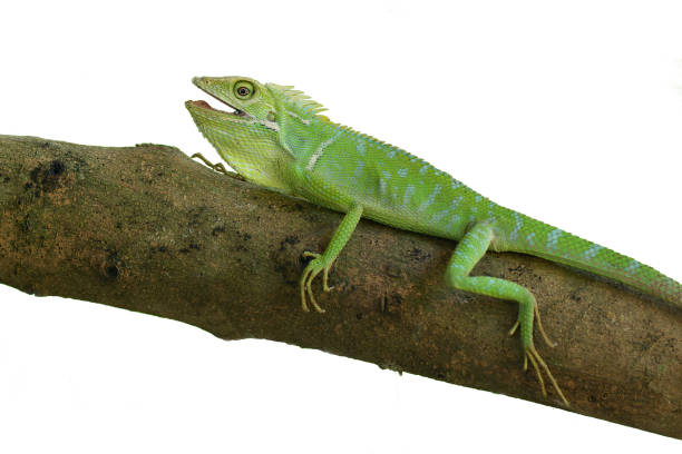istock Reptile Lizard, Macro, Green Iguana, Animals, pet, White Background, Indonesia. 1695047685