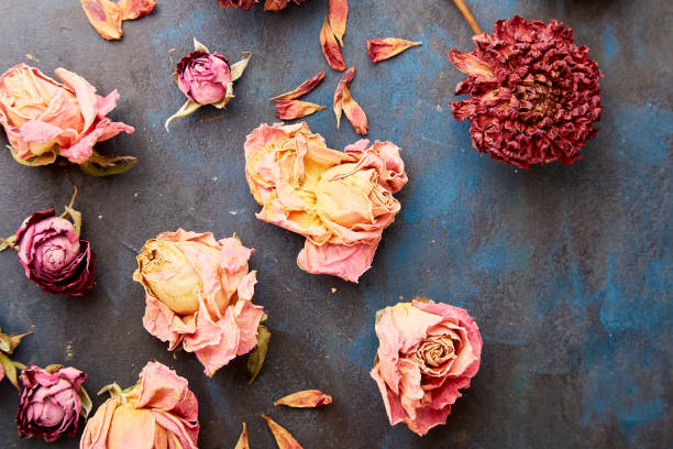 istock Autumn vibes pattern. Dry roses on rustic background. Zero waste, organic decorations. Copy space 1695061244