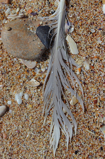 The feather, the seashells fragments and the pebbles were carried and arranged by the waves of the sea on the sand of the beach. So everything is as natural as possible. They looked very interesting in the early autumn sunlight.