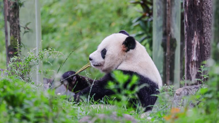 A panda is eating bamboo in the grass