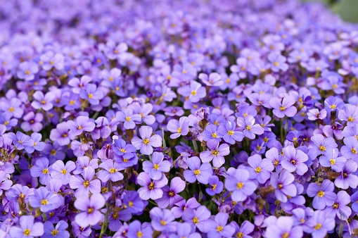 A garden of blue cushions (Aubrieta) illuminated by a golden sunset sky