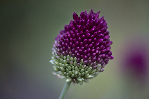 This is a close-up photo of a purple and green flower. The flower is a conical shape with small, tightly packed petals. The petals are purple at the top and fade to green at the base. The flower is on a thin green stem. The background is blurred and out of focus, but appears to be a garden or natural setting. The overall mood of the image is peaceful and serene.