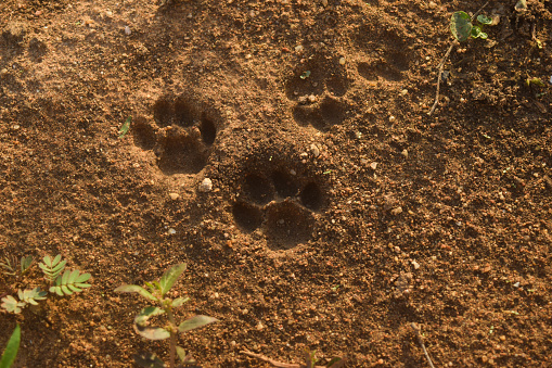 close up animal paw or animal spoor on earth background