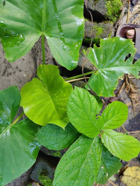 Green leafs in the forest.. Green growing leafs