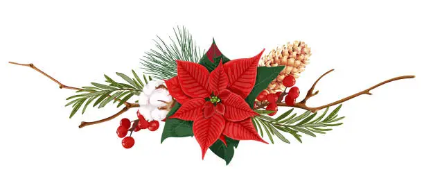 Vector illustration of Christmas decor. Bouquet with red poinsettia flower, cotton, berries, fir cone, pine and rosemary.