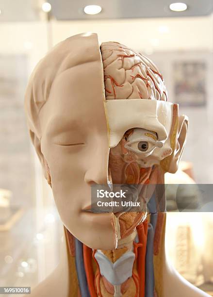 Disected Simulado Foto de stock y más banco de imágenes de Anatomía - Anatomía, Ceja, Frente