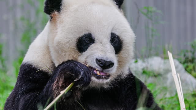 A panda is eating bamboo in the grass