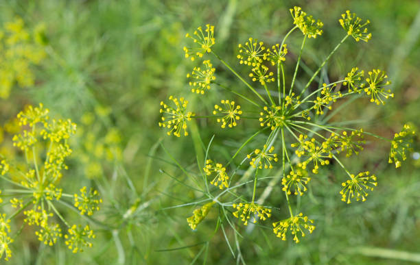 istock Growing dill in the garden. 1695122330