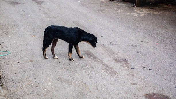 istock dogs on traditional market streets 1695130686