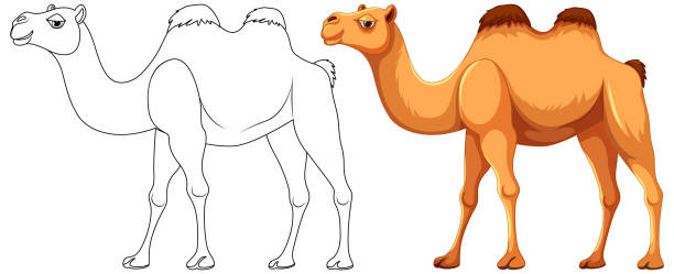 Contour de la marche à dos de chameau - Illustration vectorielle